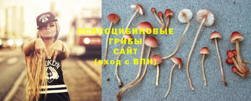 Псилоцибиновые грибы Psilocybine cubensis Лобня